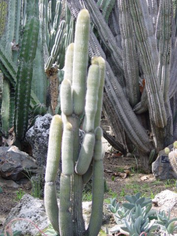 Weberbauerocereus_johnsonii_1